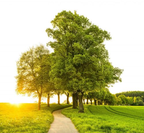 Gradu Virovitici odobren važan projekt za prilagodbu klimatskim promjenama pod nazivom „Grad koji diše”